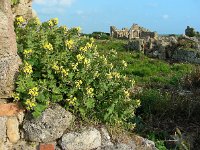 Hyoscyamus aureus 1, Saxifraga-Ed Stikvoort